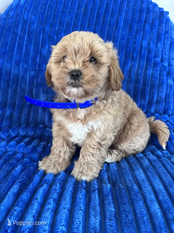 BEA – Shihpoo puppy for sale in Bowling Green, KY