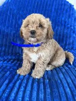 BEA, a female Shihpoo for sale in Bowling Green, KY – 1 of 9