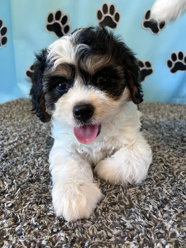 DIXIE – Cavachon puppy for sale in Herndon, KY