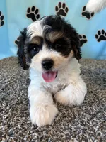 DIXIE, a female Cavachon for sale in Herndon, KY – 1 of 10