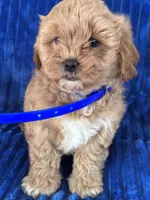 BEA, a female Shihpoo for sale in Bowling Green, KY – 8 of 9