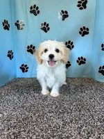 TANNER, a male Cavachon for sale in Pembroke, KY – 4 of 7