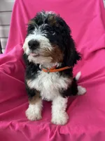 OAKLEY, a female Miniature Bernedoodle for sale in Herndon, KY – 9 of 10