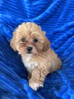 LUCY, a female Shihpoo for sale in Pembroke, KY – 8 of 8