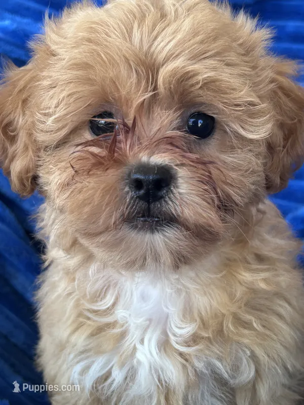 LUCY – Shihpoo puppy for sale in Herndon, KY