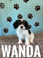 WANDA, a female Cavachon for sale in Bowling Green, KY – 4 of 6