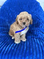 BEA, a female Shihpoo for sale in Bowling Green, KY – 7 of 9
