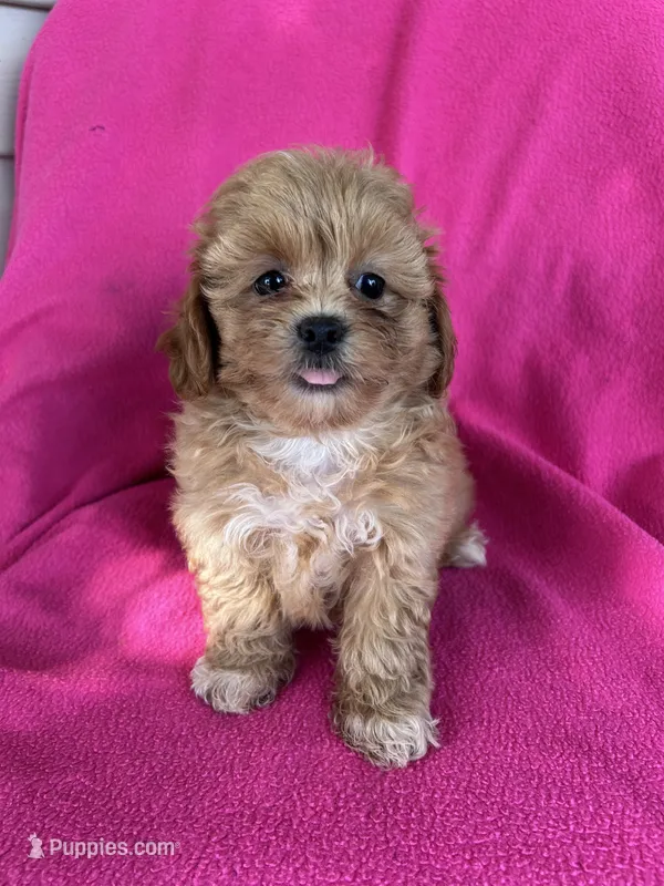 LUCY – Shihpoo puppy for sale in Bowling Green, KY