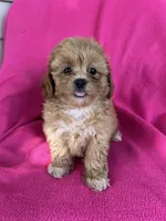 LUCY, a female Shihpoo for sale in Bowling Green, KY – 1 of 4
