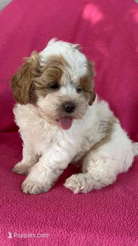 DOLLY – Shihpoo puppy for sale in Bowling Green, KY