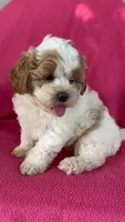 DOLLY, a female Shihpoo for sale in Bowling Green, KY – 1 of 6