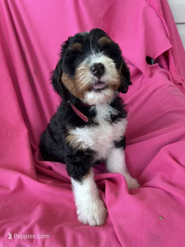 BUBBLES – Miniature Bernedoodle puppy for sale in Bowling Green, KY