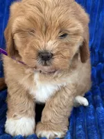 PENNY, a female Shihpoo for sale in Bowling Green, KY – 2 of 10