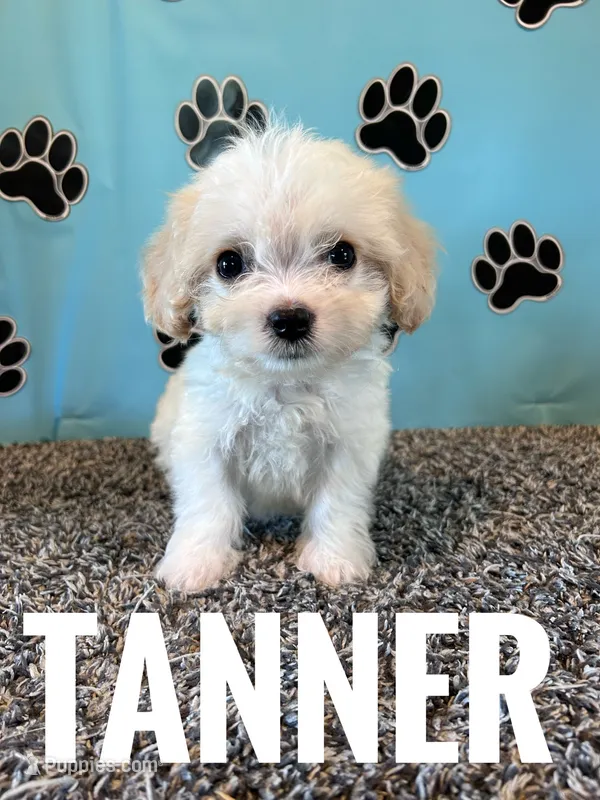 TANNER – Cavachon puppy for sale in Bowling Green, KY