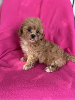 LUCY, a female Shihpoo for sale in Bowling Green, KY – 4 of 4