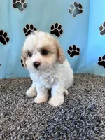 MANDY, a female Cavachon for sale in Herndon, KY – 2 of 9