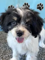 WANDA, a female Cavachon for sale in Pembroke, KY – 4 of 9