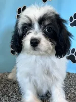 WHITNEY, a female Cavachon for sale in Pembroke, KY – 2 of 10