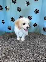 TANNER, a male Cavachon for sale in Pembroke, KY – 7 of 7
