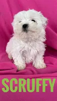 SCRUFFY, a male Shihpoo for sale in Bowling Green, KY – Photo 2 of 4