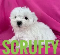 SCRUFFY, a male Shihpoo for sale in Bowling Green, KY – Photo 1 of 4