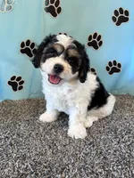 DIXIE, a female Cavachon for sale in Herndon, KY – 9 of 10