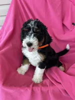 OAKLEY, a female Miniature Bernedoodle for sale in Bowling Green, KY – 9 of 10