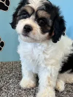 DIXIE, a female Cavachon for sale in Herndon, KY – 2 of 10