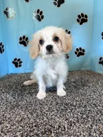 WILLOW, a female Cavachon for sale in Pembroke, KY – 3 of 8