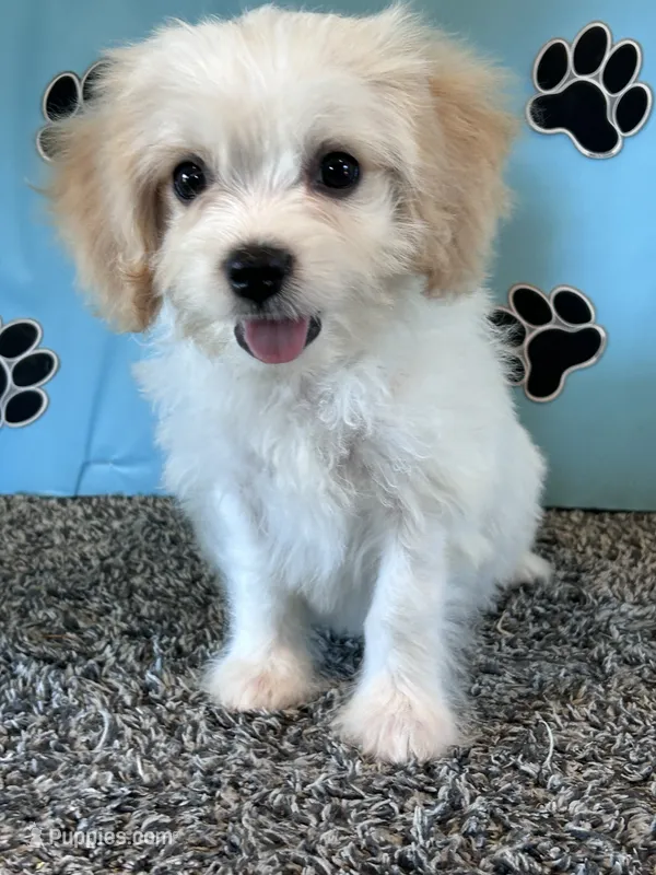 TANNER – Cavachon puppy for sale in Pembroke, KY