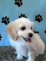 TANNER, a male Cavachon for sale in Pembroke, KY – 2 of 7