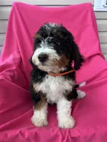 OAKLEY, a female Miniature Bernedoodle for sale in Herndon, KY – 10 of 10