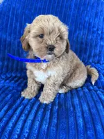 BEA, a female Shihpoo for sale in Bowling Green, KY – 3 of 9