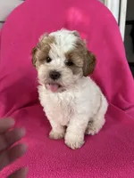 DOLLY, a female Shihpoo for sale in Bowling Green, KY – 5 of 6