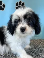 WHITNEY, a female Cavachon for sale in Pembroke, KY – 3 of 10