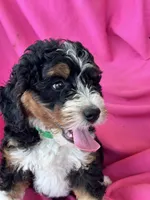 GRETA, a female Miniature Bernedoodle for sale in Bowling Green, KY – 2 of 10