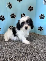 WHITNEY, a female Cavachon for sale in Pembroke, KY – 10 of 10