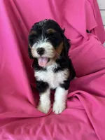 BUBBLES, a female Miniature Bernedoodle for sale in Bowling Green, KY – 4 of 9