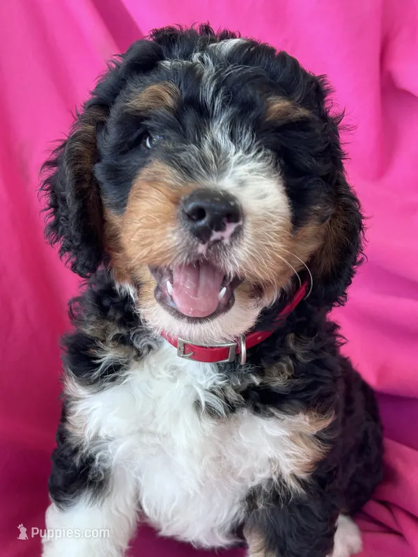 RUSTY – Miniature Bernedoodle puppy for sale in Bowling Green, KY