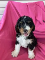 RUSTY, a male Miniature Bernedoodle for sale in Bowling Green, KY – 9 of 10