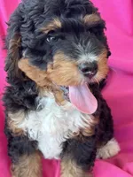 WALTER, a male Miniature Bernedoodle for sale in Bowling Green, KY – 7 of 10