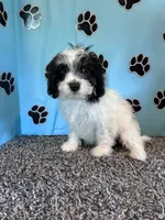 TERRY, a male Cavachon for sale in Pembroke, KY – 7 of 9
