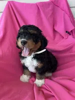 WALTER, a male Miniature Bernedoodle for sale in Bowling Green, KY – 8 of 10