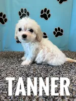 TANNER, a male Cavachon for sale in Bowling Green, KY – 3 of 5