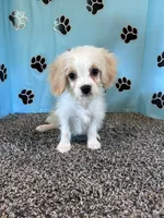 WILLOW, a female Cavachon for sale in Pembroke, KY – 6 of 8