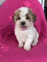 DOLLY, a female Shihpoo for sale in Bowling Green, KY – 2 of 6