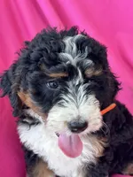 OAKLEY, a female Miniature Bernedoodle for sale in Bowling Green, KY – 7 of 10
