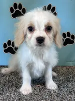WILLOW, a female Cavachon for sale in Pembroke, KY – 8 of 8