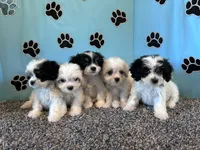 WHITNEY, a female Cavachon for sale in Bowling Green, KY – 4 of 5