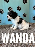 WANDA, a female Cavachon for sale in Bowling Green, KY – 6 of 6